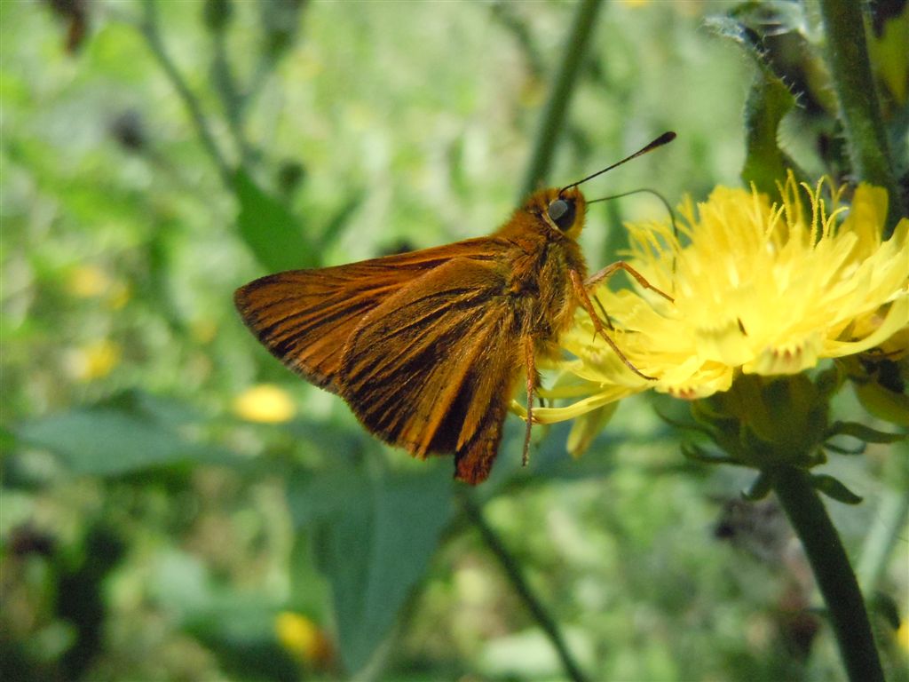 Ochlodes sylvanus?